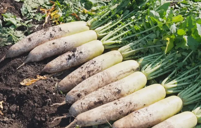 自分たちの収穫した作物が世に出る喜び